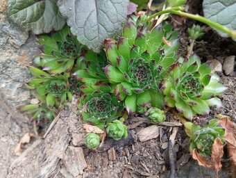 Velké množství rostlin - 2