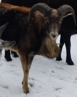 Beránek, kamerunska ovce - 2