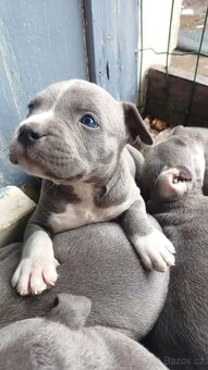 Stafordšírský bulteriér - 2