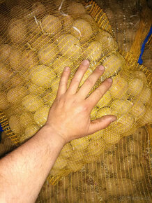 Sadbové brambory Red Anna - 2