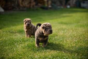 šarpej sharpei - 2