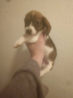 Štěňátka kříženci čivavy a jezevčíka ( chiweenie ) - 2