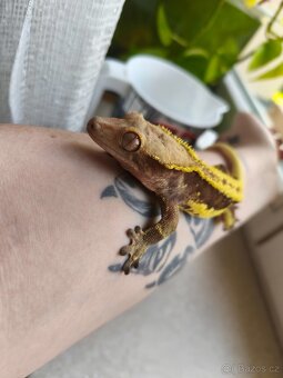 Pagekon řasnatý 1.0 LW - 2