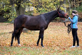 Karačájevský kůň - 2