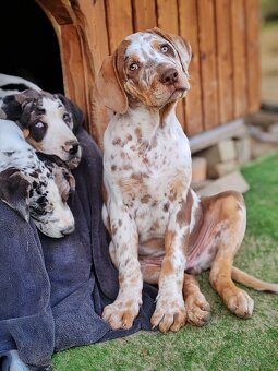 Louisianský leopardí pes - Louisiana Catahoula s PP - 2