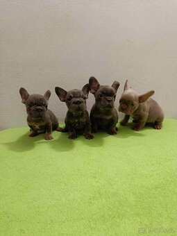 Francouzský buldoček bez pp - 2