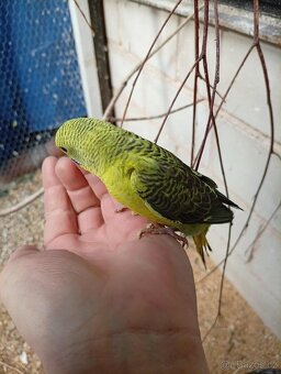 Hagoromo, blackwings - 2