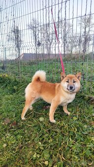Shiba Inu s PP FCI - roční červená fenka - 2