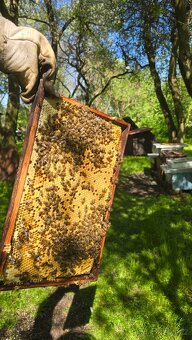 Prodám vyzimované včelstva, oddělky, včely - 2