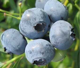 Kanadské borůvky - 14 ODRUD - 2