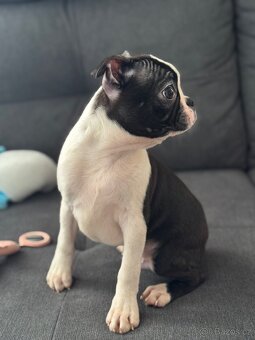 BOSTONSKÝ TERIÉR S PP FCI - 2