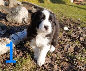 Štěňátka border kolie (bez PP) - 2