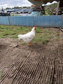Kohout Leghorn - 2