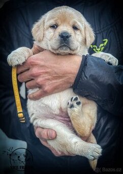 Štěně - labrador s PP - 2