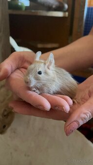 Osmák degu - 2