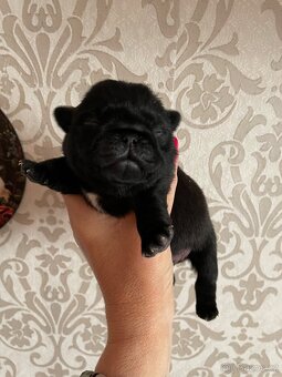 Mops s PP - 2