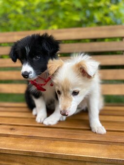 Predaj border collie - 2