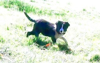 Prodám fenečku - 2