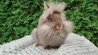 Zakrslý králík, králíček -(lvíček)-NATANIEL - 2