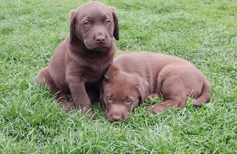 Čokoládový labrador - 2
