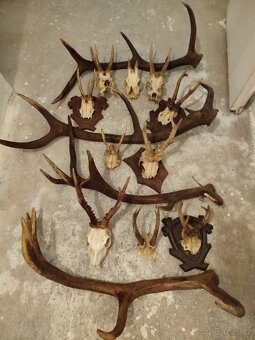 Jelení + srnčí - 2