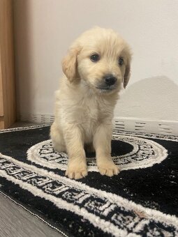 Zlatý Retriever - 2
