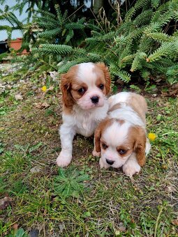Kavalír king charles španěl - 2