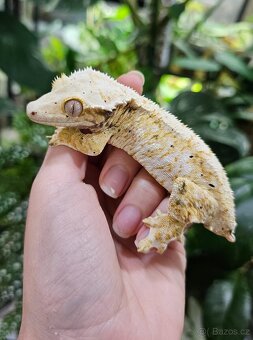 Pagekon řasnatý / ciliatus - samice - 2