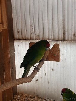 Kakariki - 2