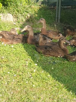 Indický běžec - 2