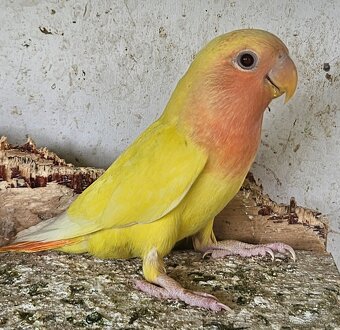 Agapornis růžohrdlý,Holoubek diamantový - 2