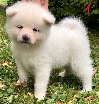 Akita Inu s PP - 2