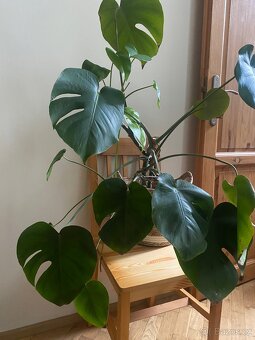 Velká monstera i s květináčem - 2
