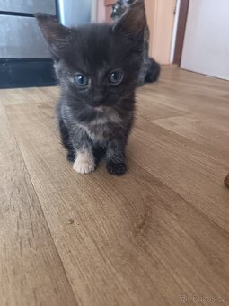 Daruji koťátka - 2