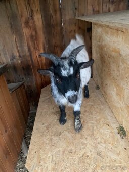 Kozlík holandský - 2