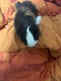 daruji dvě krásné holčičky morcatek - 2