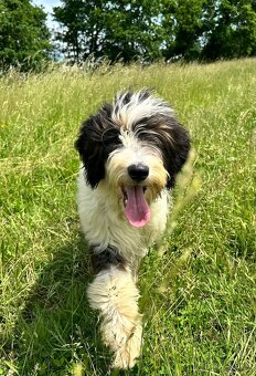 Pejsek BORDOODLE S PP - 2