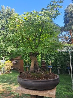 Bonsaj,bonsai Javor - 2