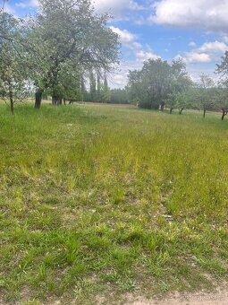 Ovocný sad 5219 m2 - 2