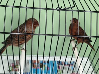 Kanár červeno čierny kobalt - 2