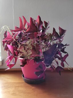 Pokojové květiny - 2