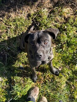 Cane Corso - 2