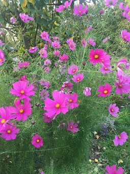 Semena letniček, Ačokčy, dýni Hokaido - 2