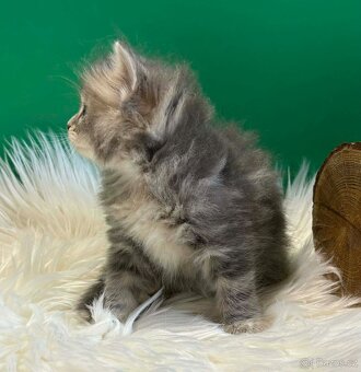 Sibiřská kočka s PP - 2