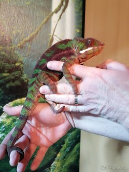 Furcifer Pardalis Sambava - 2