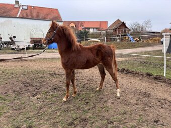 Pony - 2