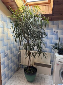 Ficus maclellandii "Alii" 210cm strom - 2