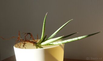 Tchynin jazyk, Sansevieria, cv. White Medusa - 2