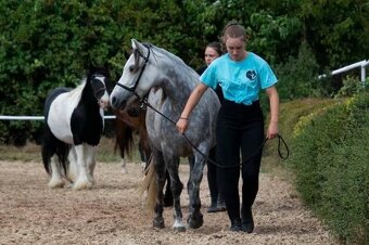 Welsh pony - 2