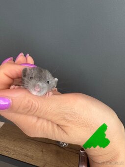 Dumbo potkan - 2